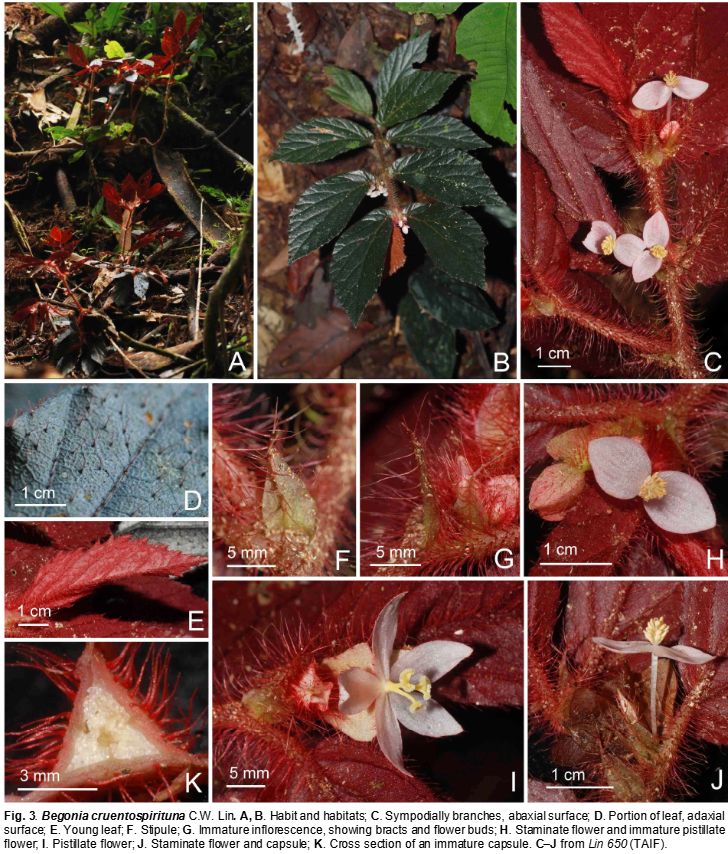 B. cruentospirituna