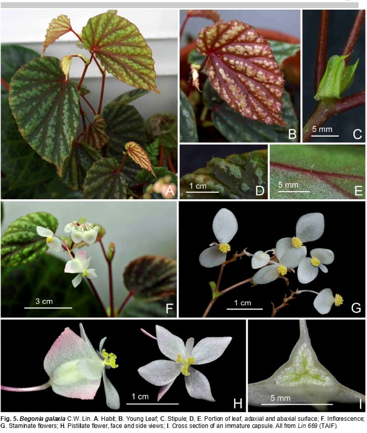 B. galaxia