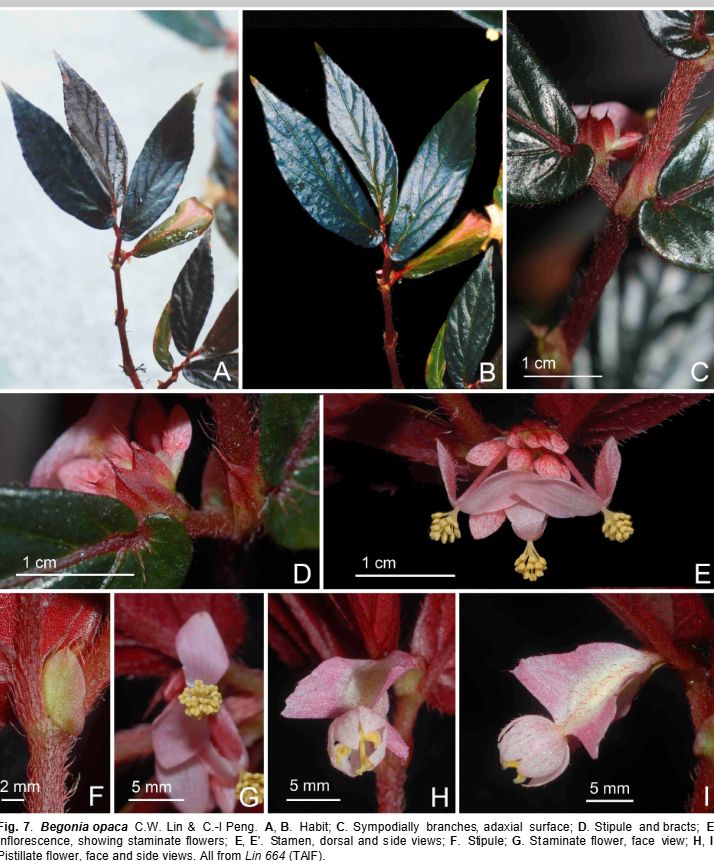 B. opaca