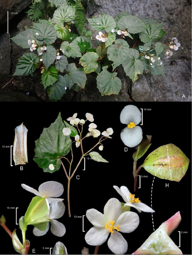 B. kabaenensis