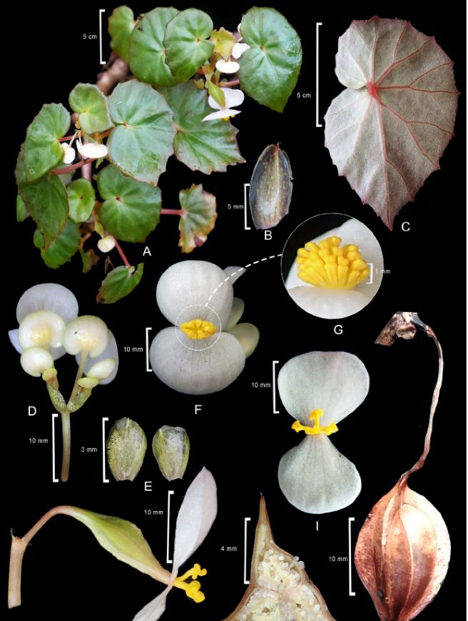 B. batusangiensis