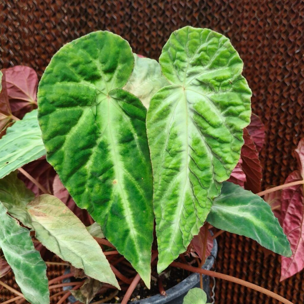 B. dinhtuana