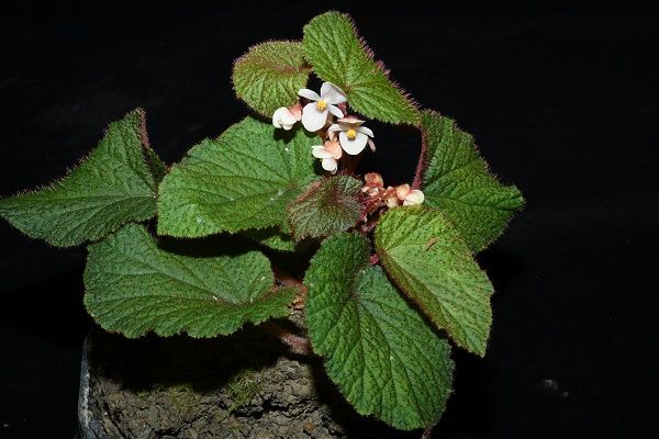 B. chunxiuensis