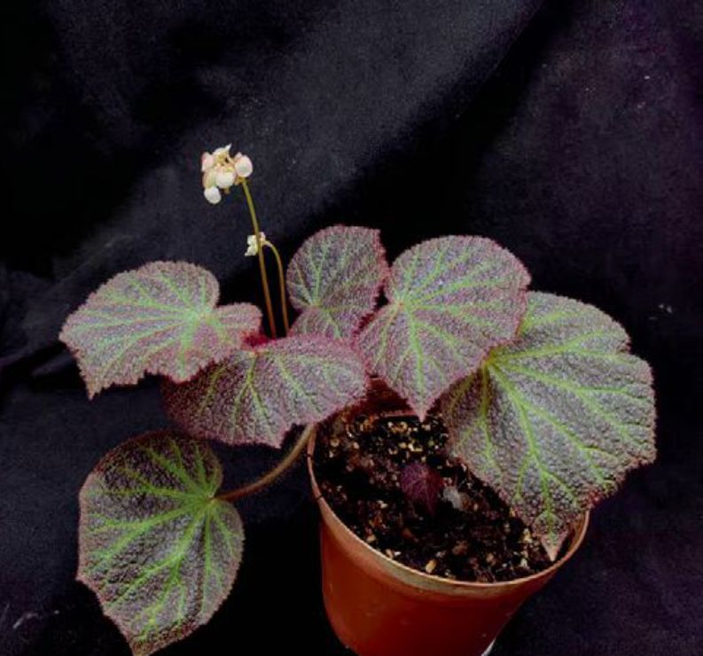 B. 'Red Heart Jade'