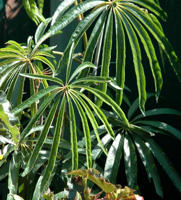 B. verticillata