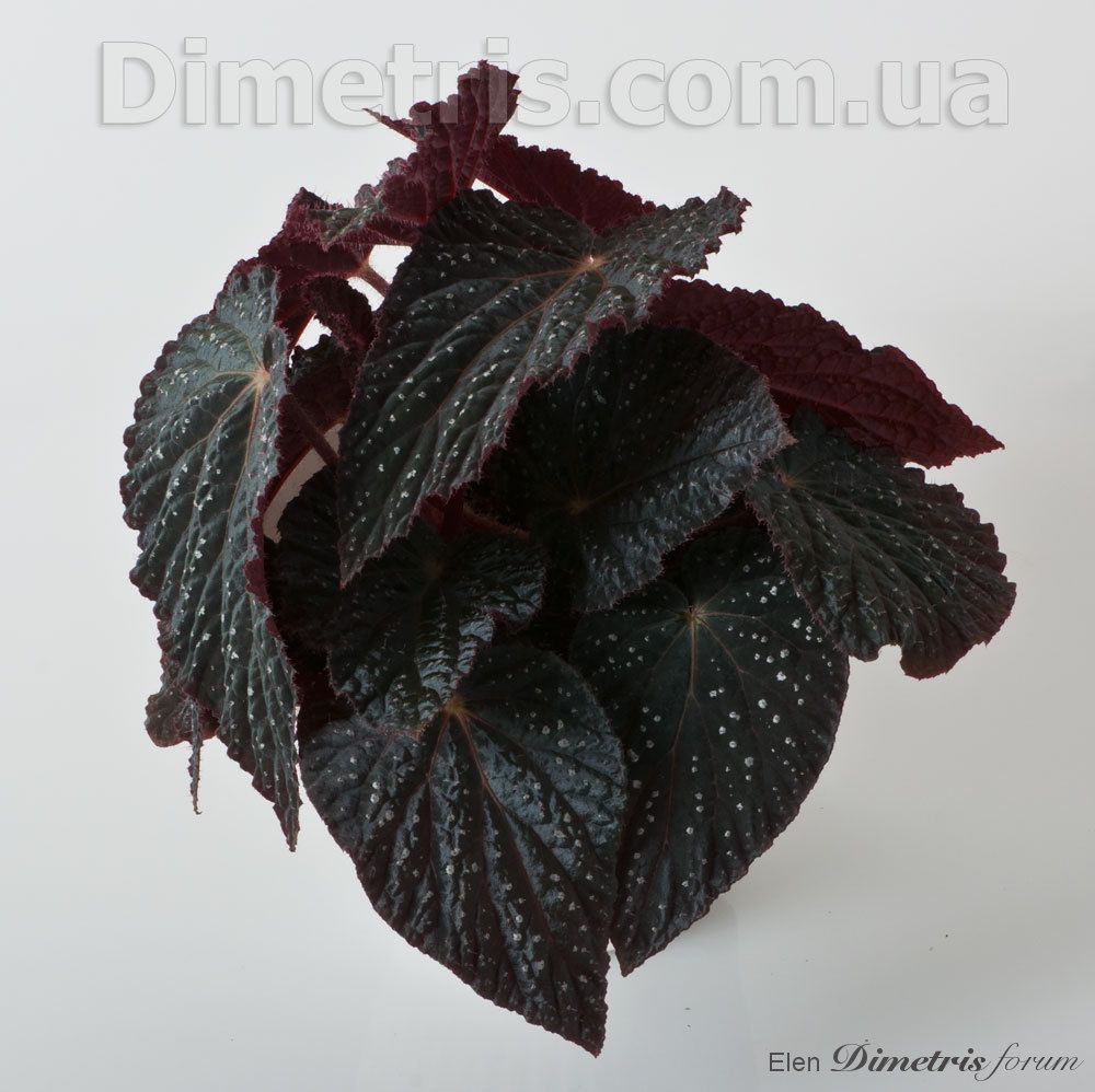 B. 'DS-Cosmo'