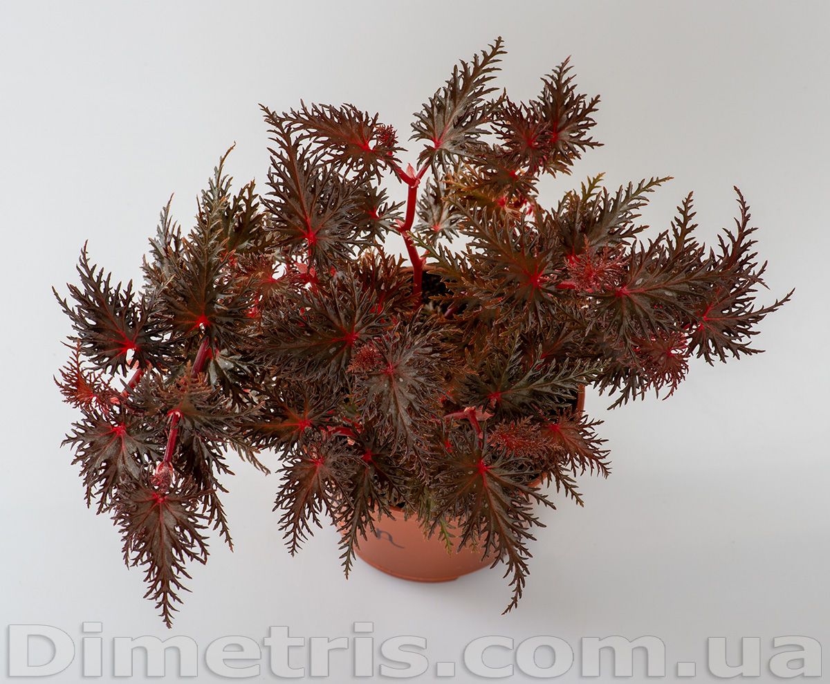 B. 'DS-Needle Lace'