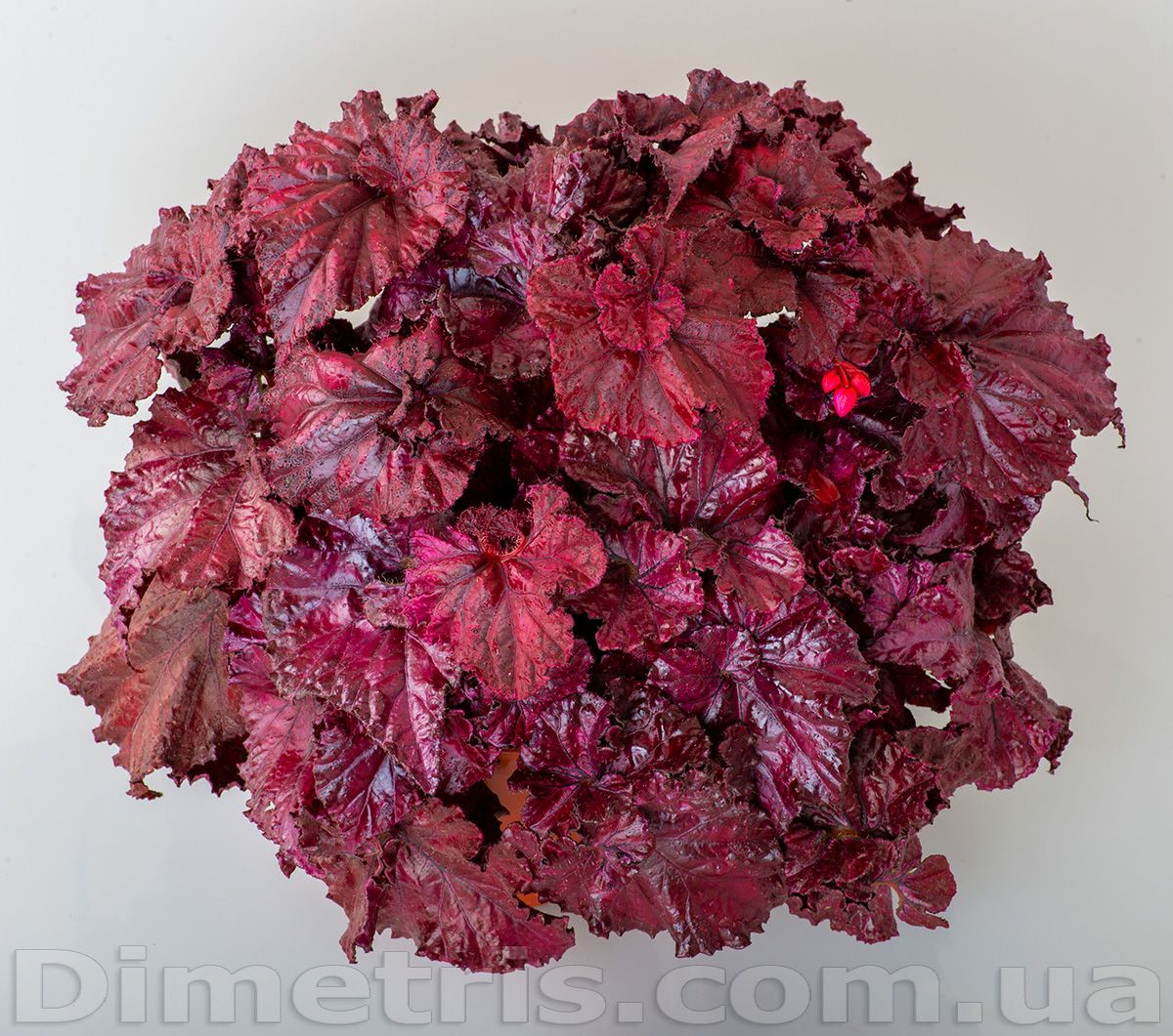 B. 'DS-Red Diamond'