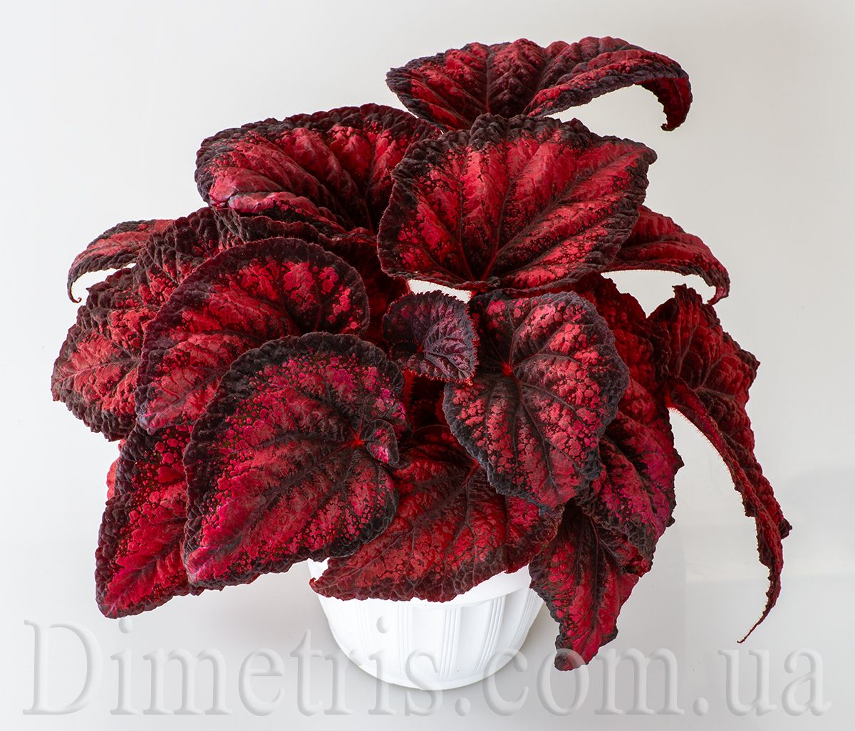 B. 'DS-Red Queen'