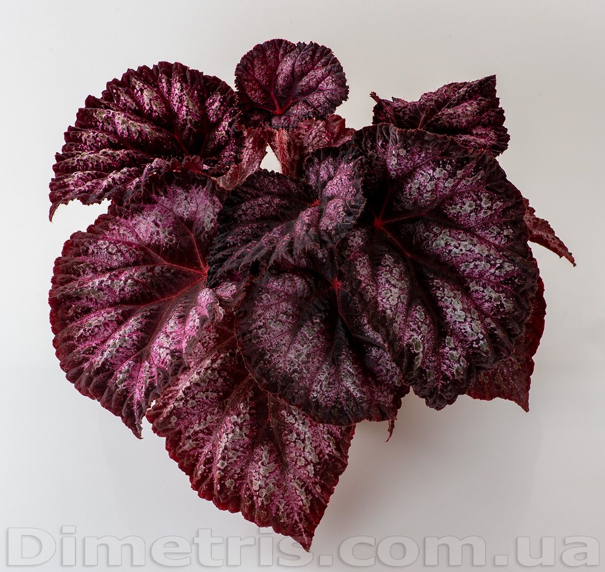 B. 'DS-Velvet Dream'