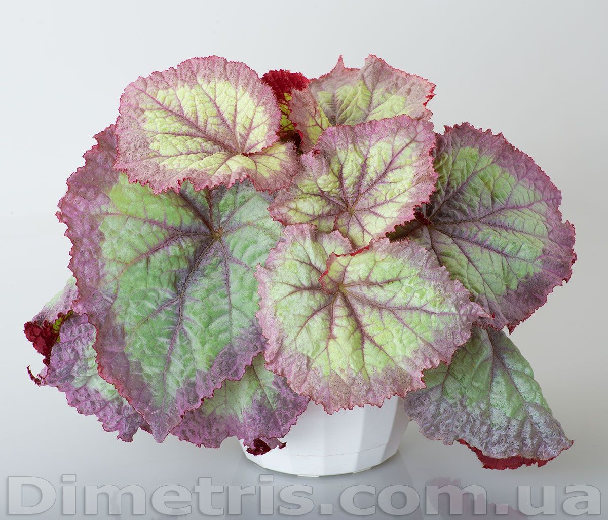B. 'DS-Violet Blonde'