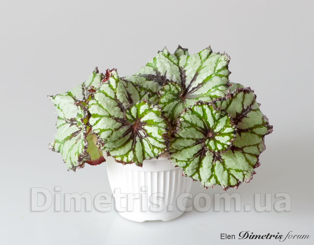 B. 'DS-Baby Watermelon'