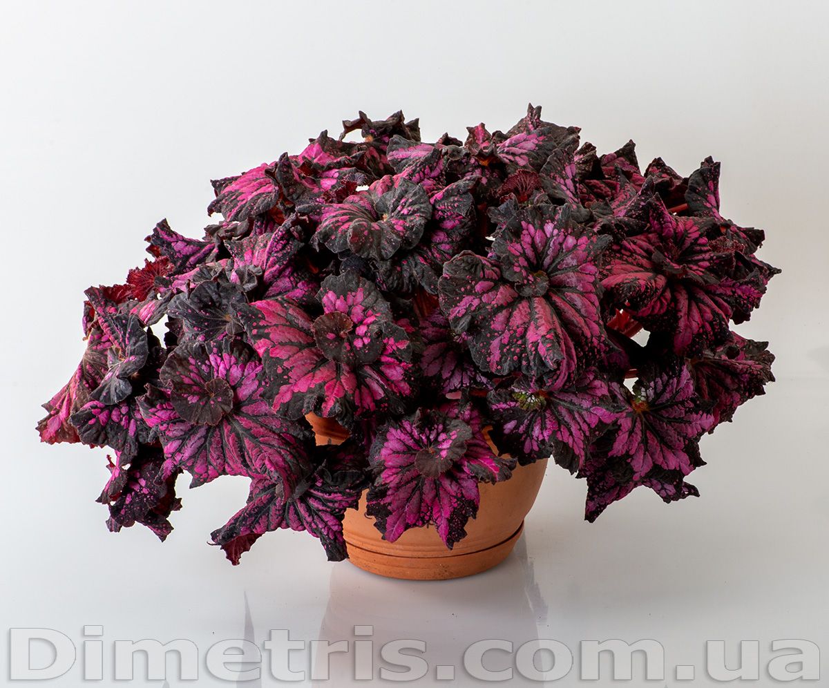 B. 'DS-Baccarat'