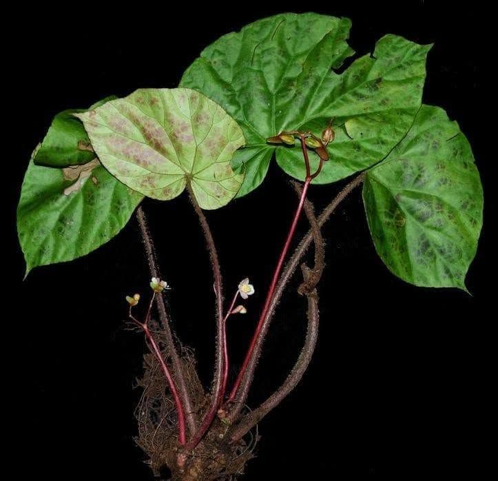 B. himalaica