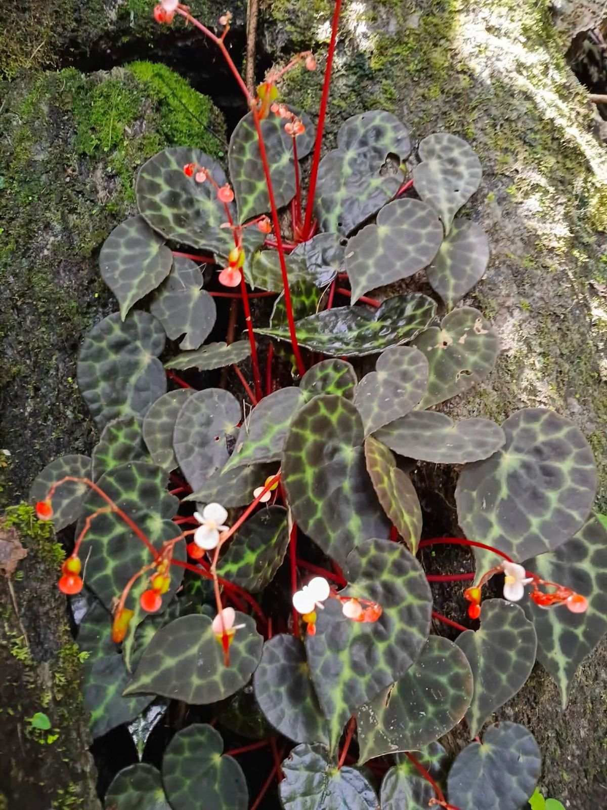 B. tanjiewhoei