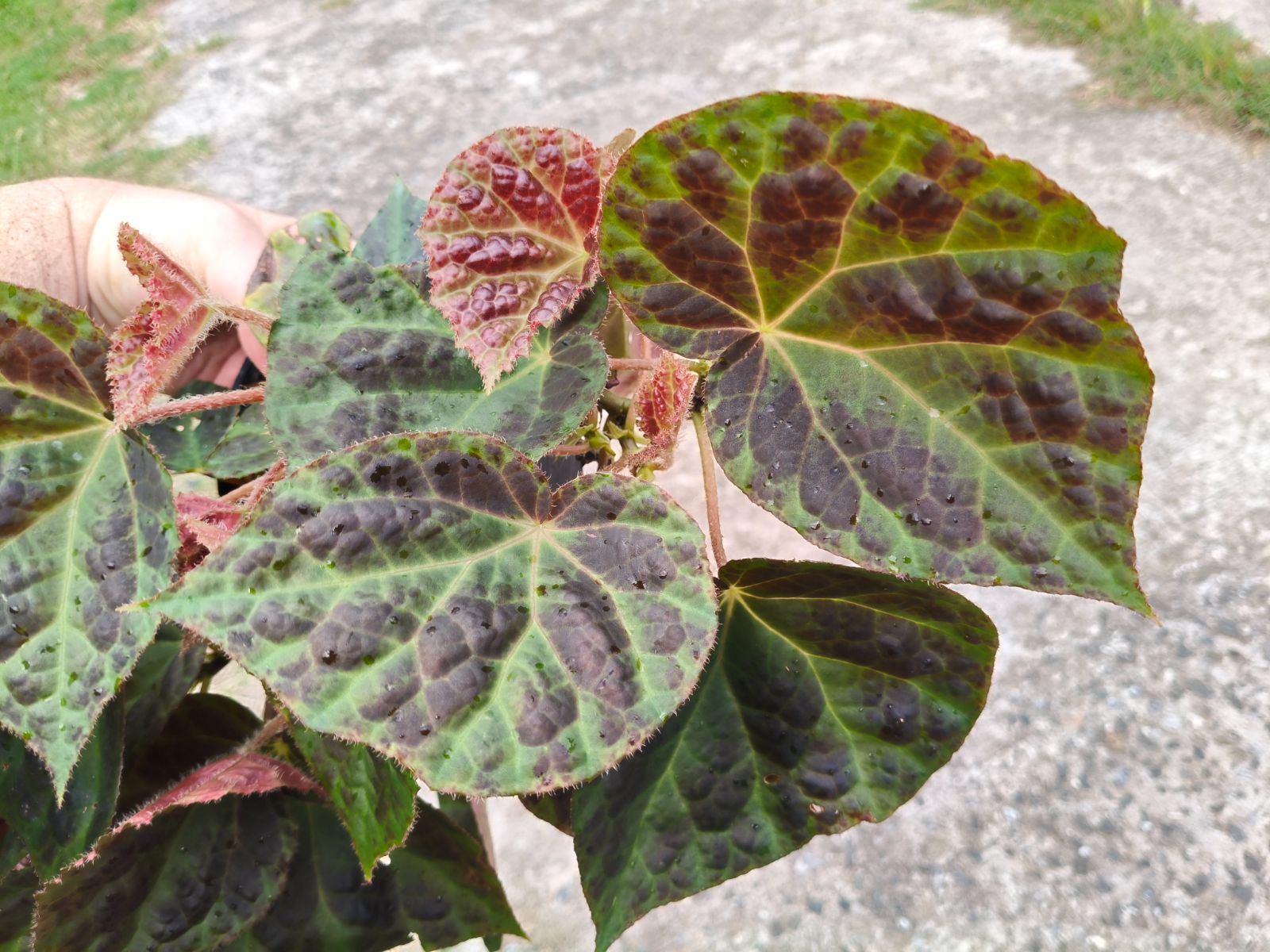 B. 'Naga Scale'