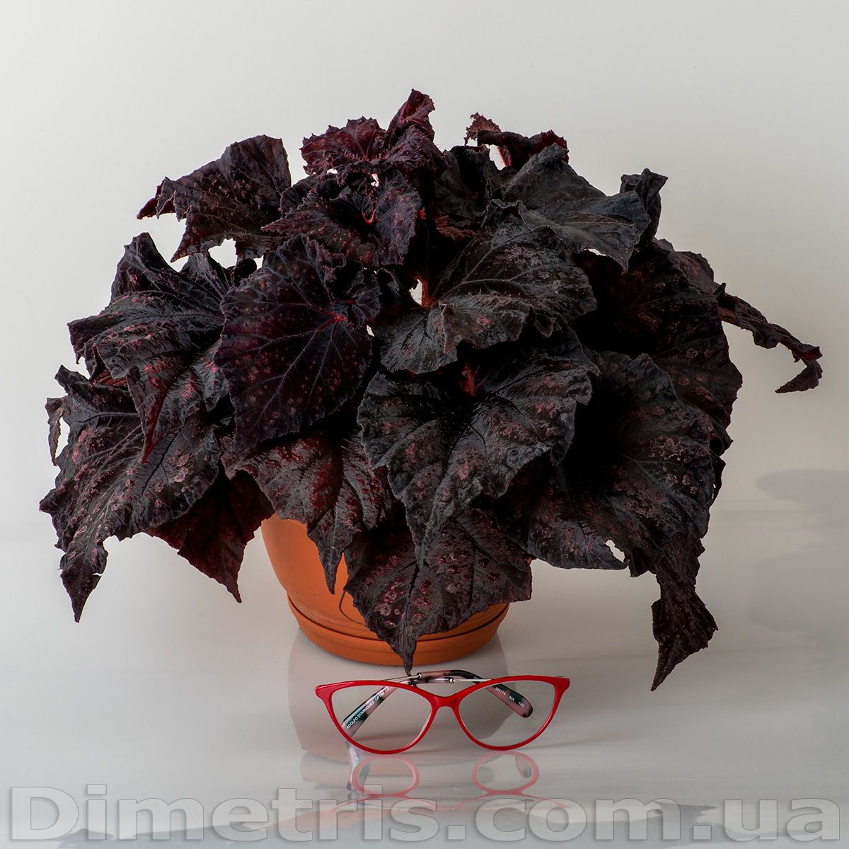 B. 'DS-Chocolate Covered Cherry'
