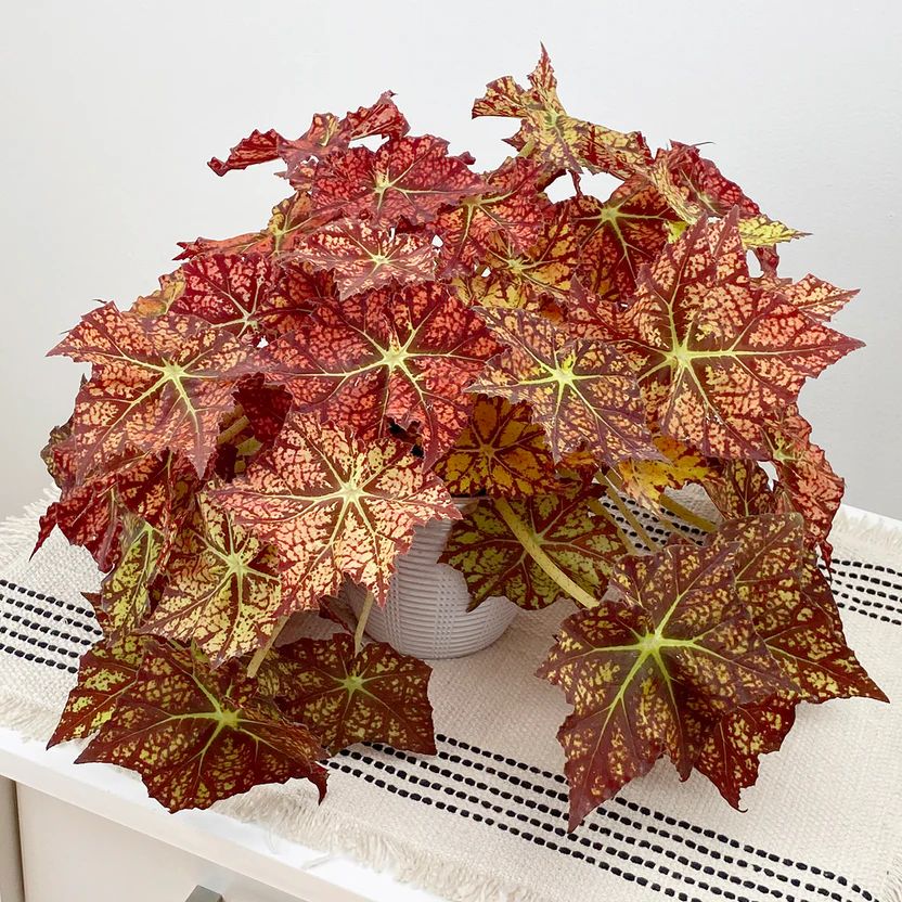 B. 'Autumn's Delight'