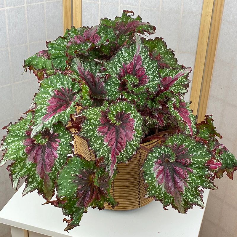 B. 'Joy's Jubilee'