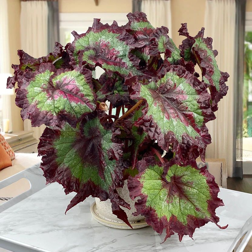 B. 'Ribbon Candy'