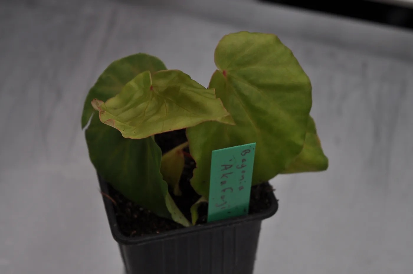 B. ‘Akafuji’