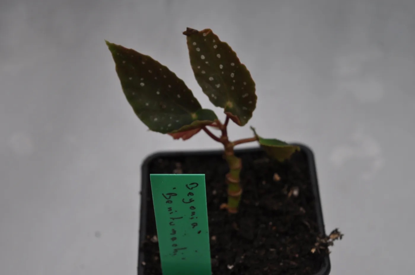 B. ‘Benikomachi’
