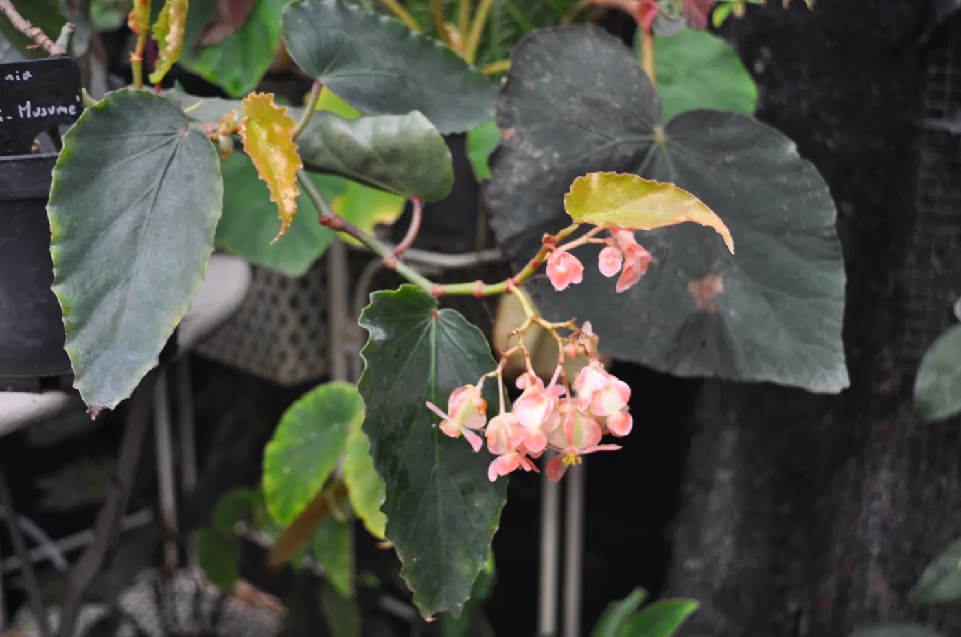 B. ‘Kawachi-Musume’
