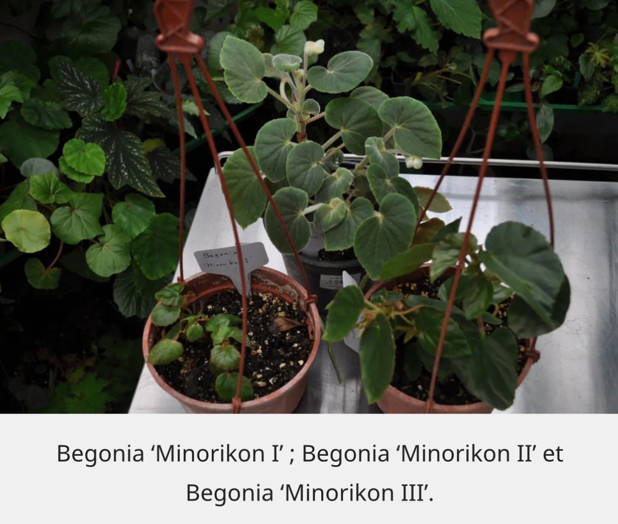 B. ‘Minorikon I’