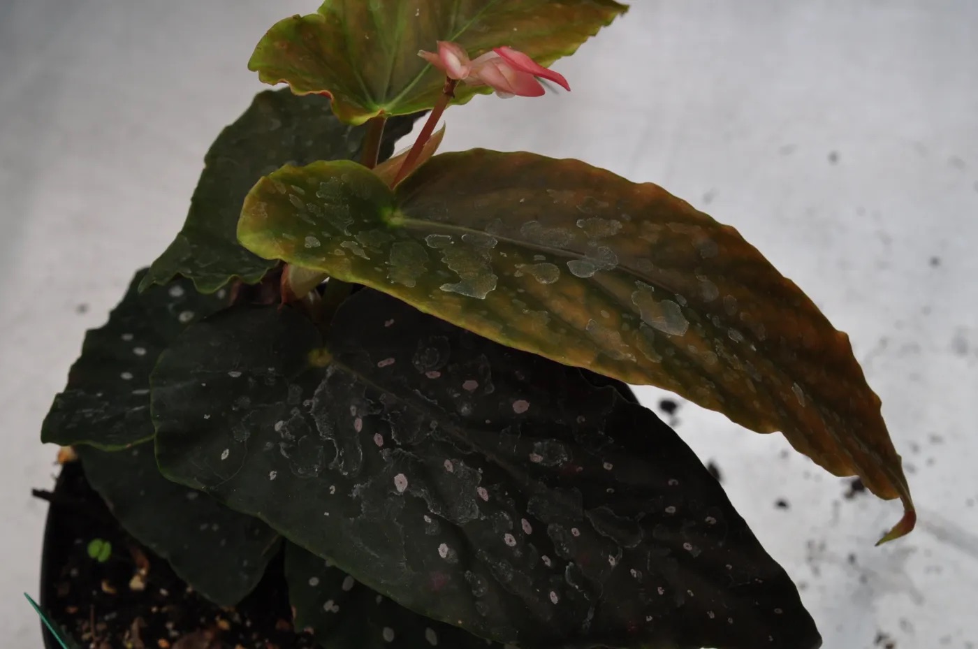 B. ‘Misuzuhime’