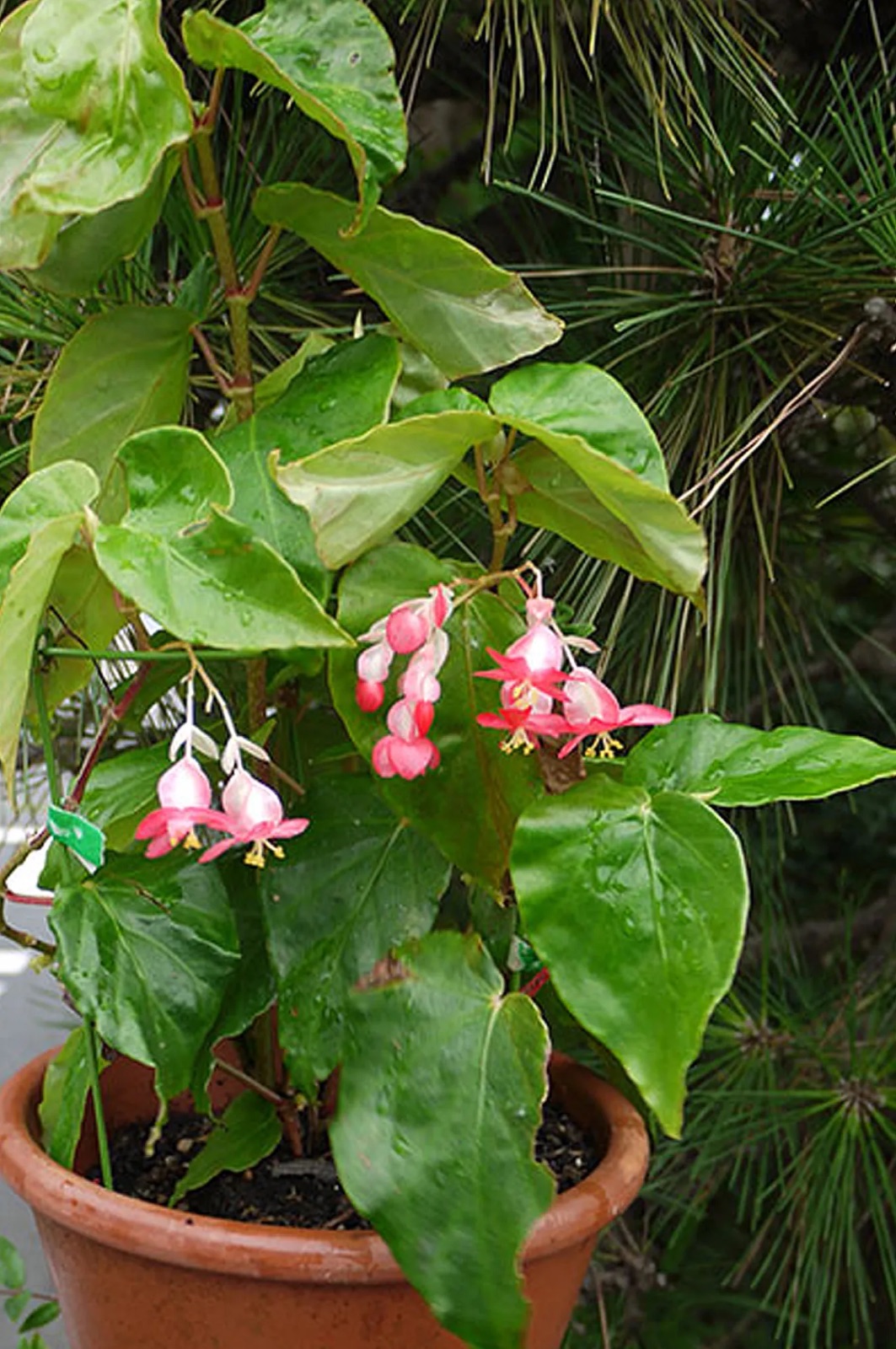 B. ‘Osahime’