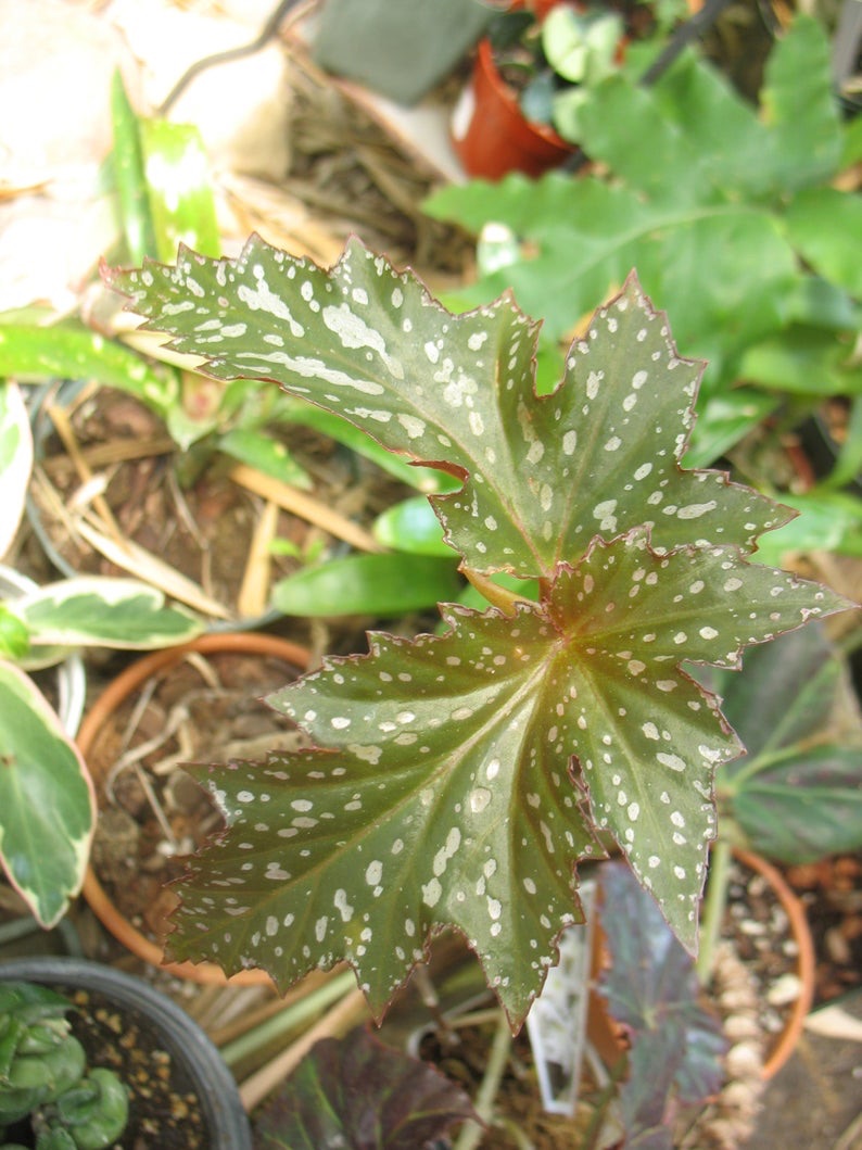 B. ‘Summerland Sunspots’