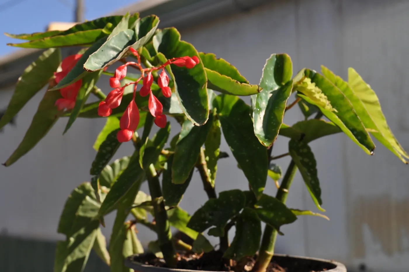 B. ‘Suzelie Louvet’