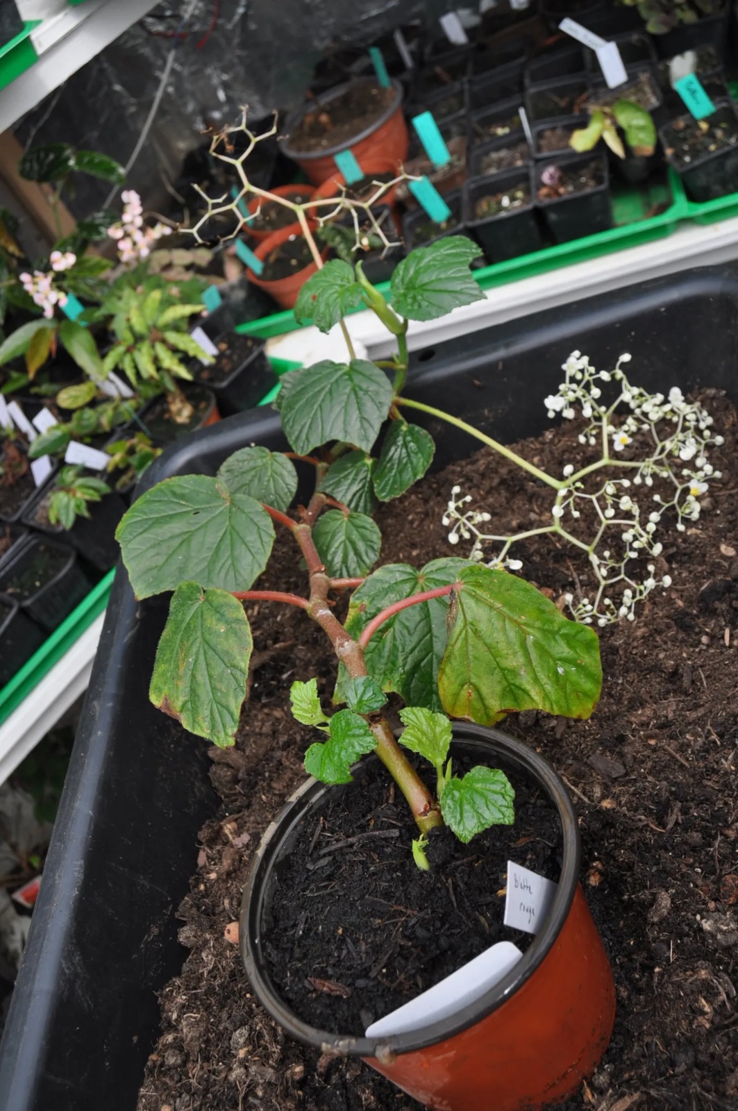 B. ‘Vitiglabra’