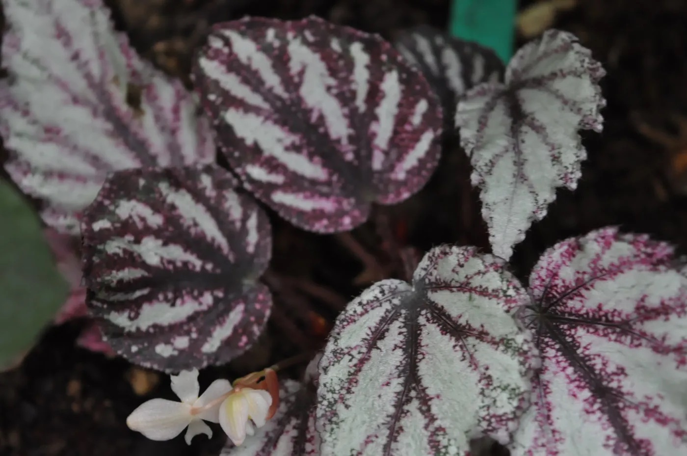B. ‘Voodoo Star’