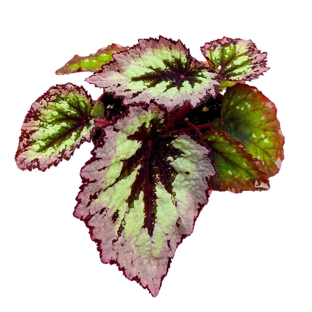 B. ‘Harmony’s Fire Woman’
