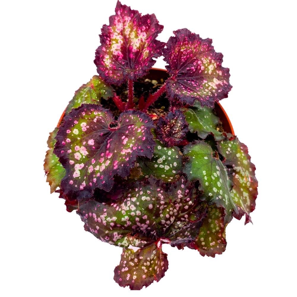 B. ‘Harmony’s Cherry Bomb’