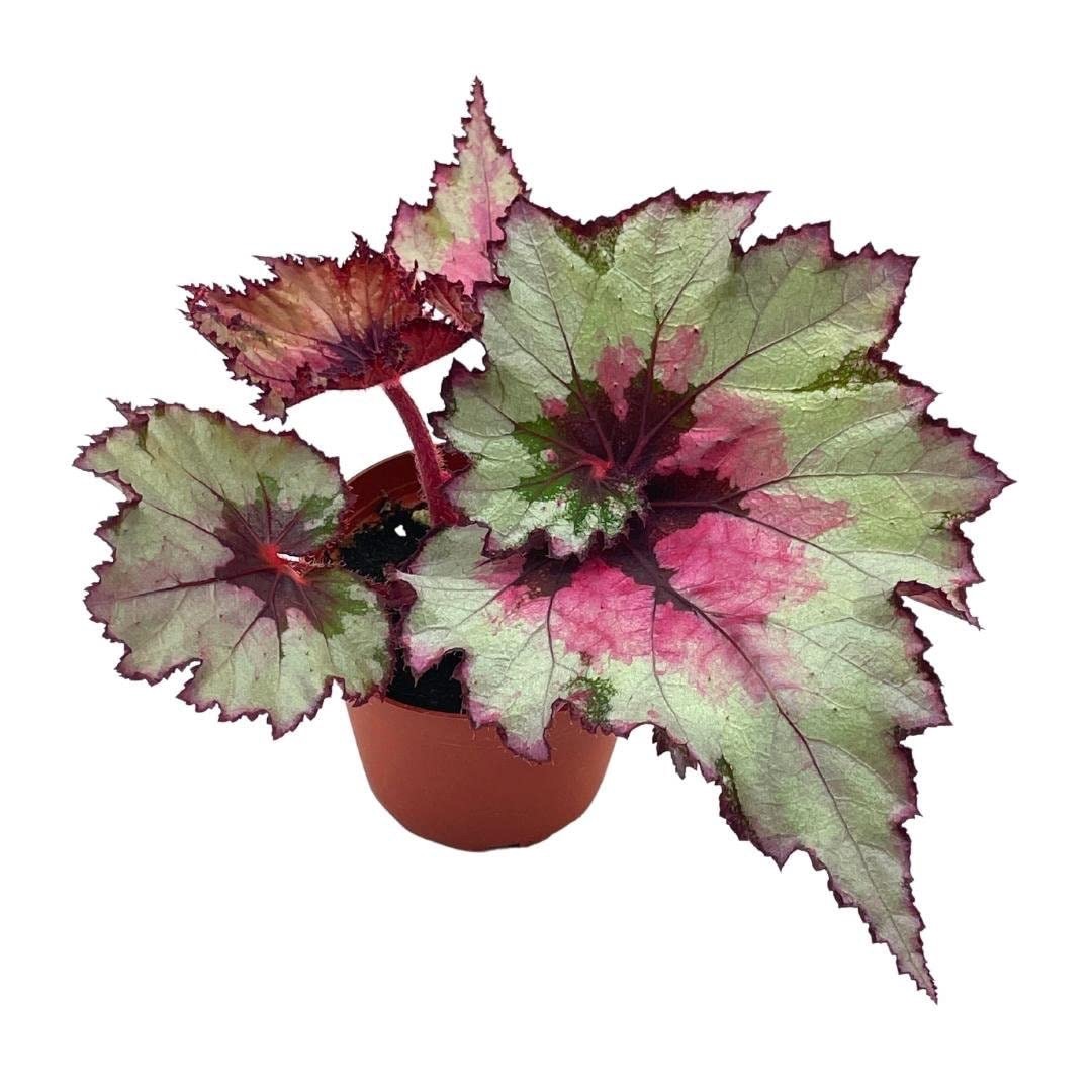B. ‘Harmony’s Ghost Whisperer’