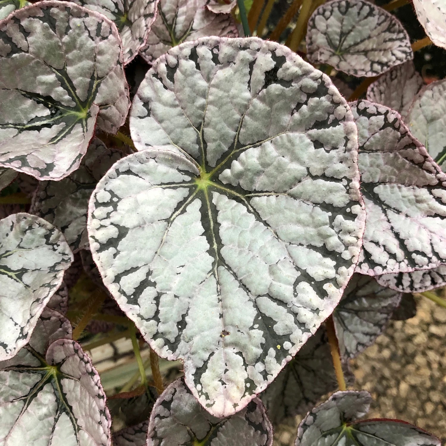 B. ‘Silver Dollar’