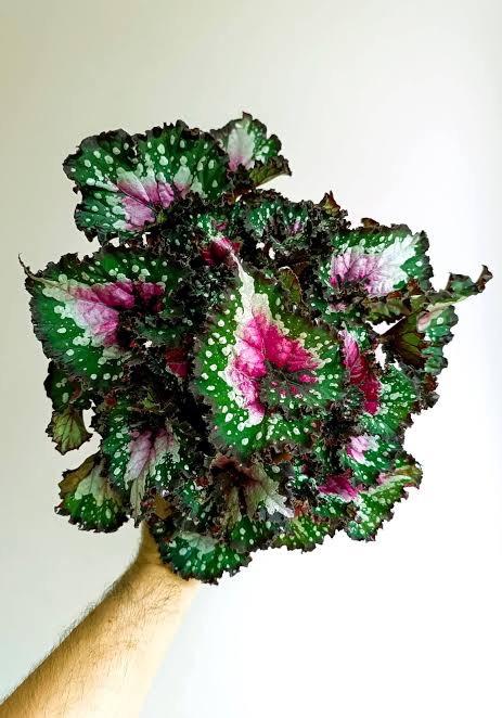 B. ‘Macarena’