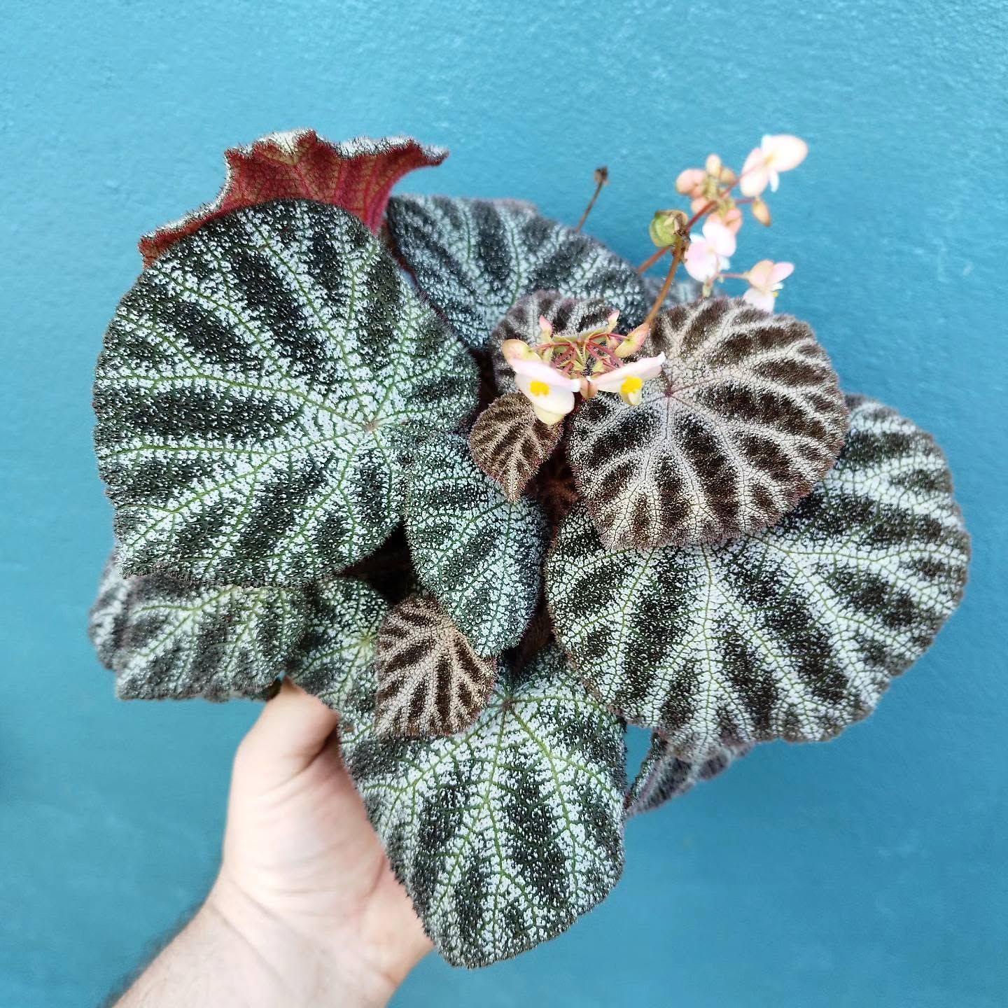 B. 'Sobalina'