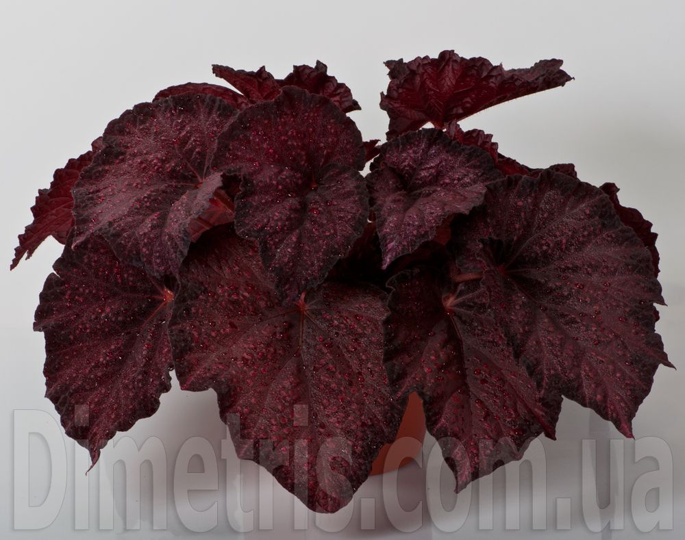 B. 'DS-Raspberry'