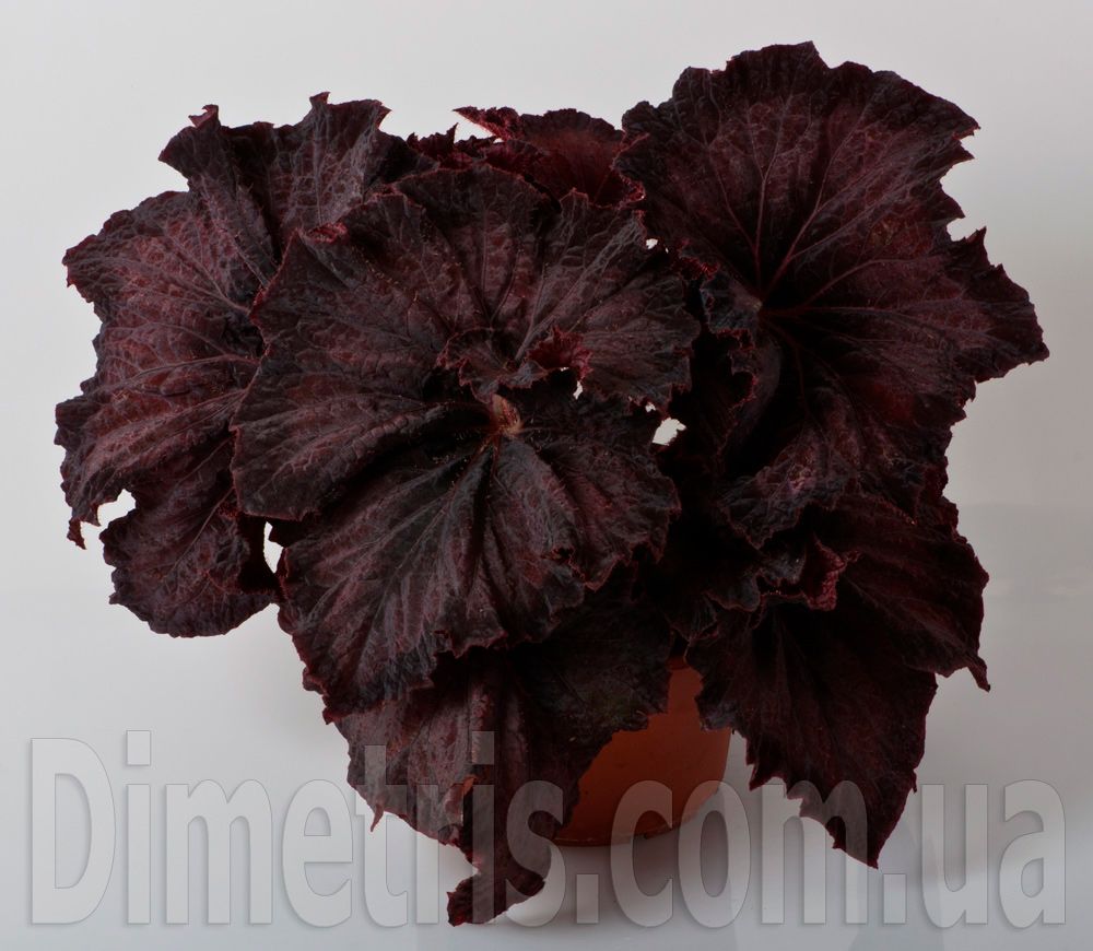 B. 'DS-Organza'