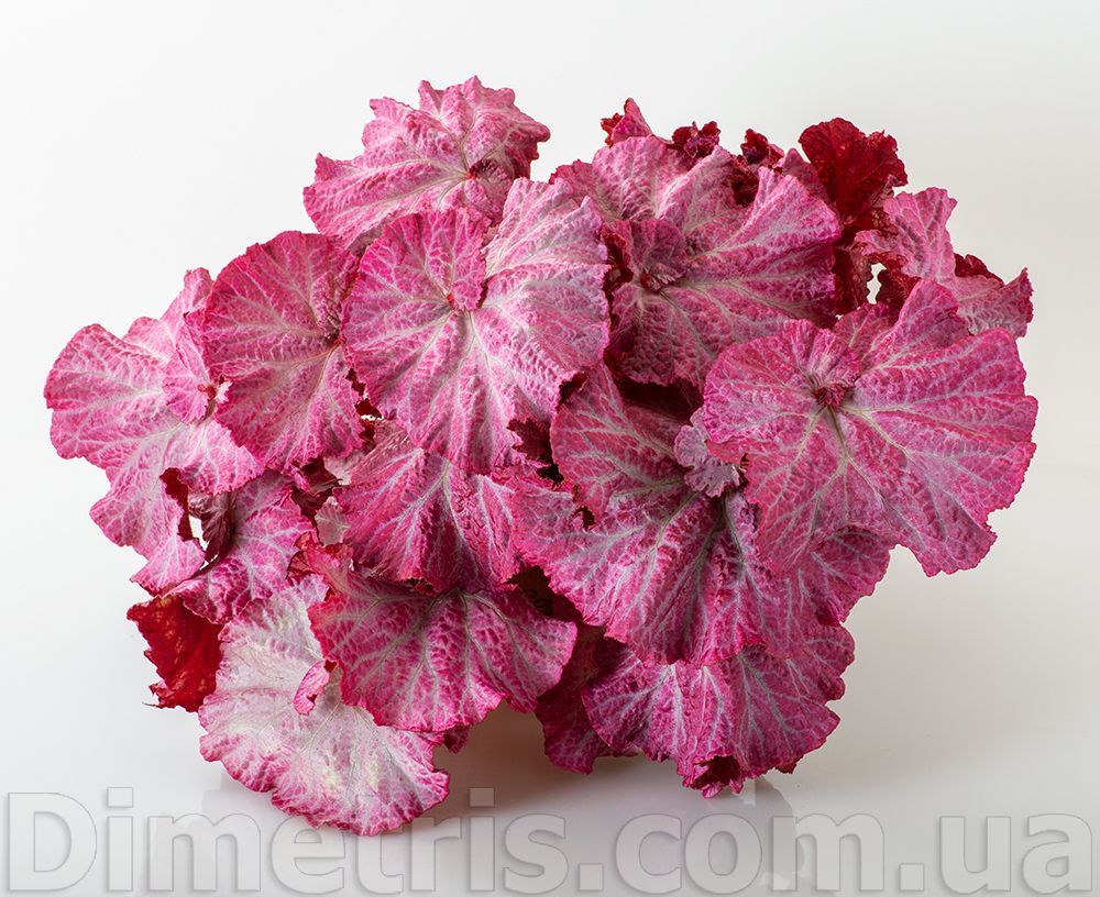 B. 'DS-Pink Panther'