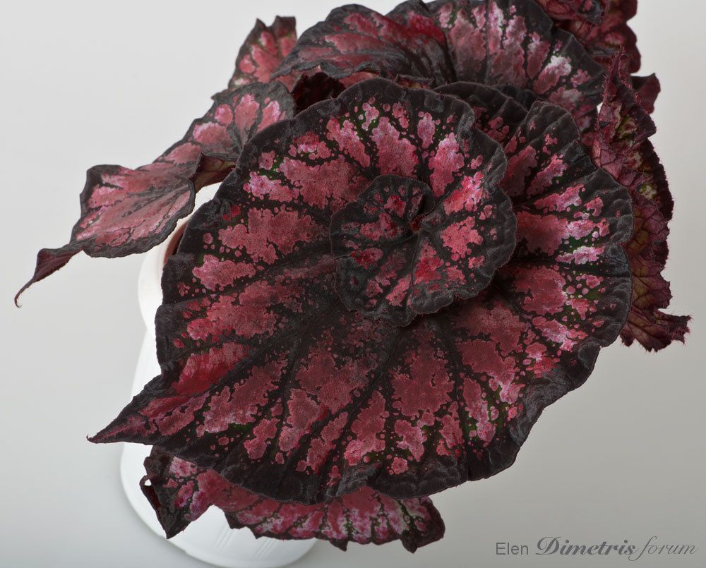 B. 'DS-Ebru'