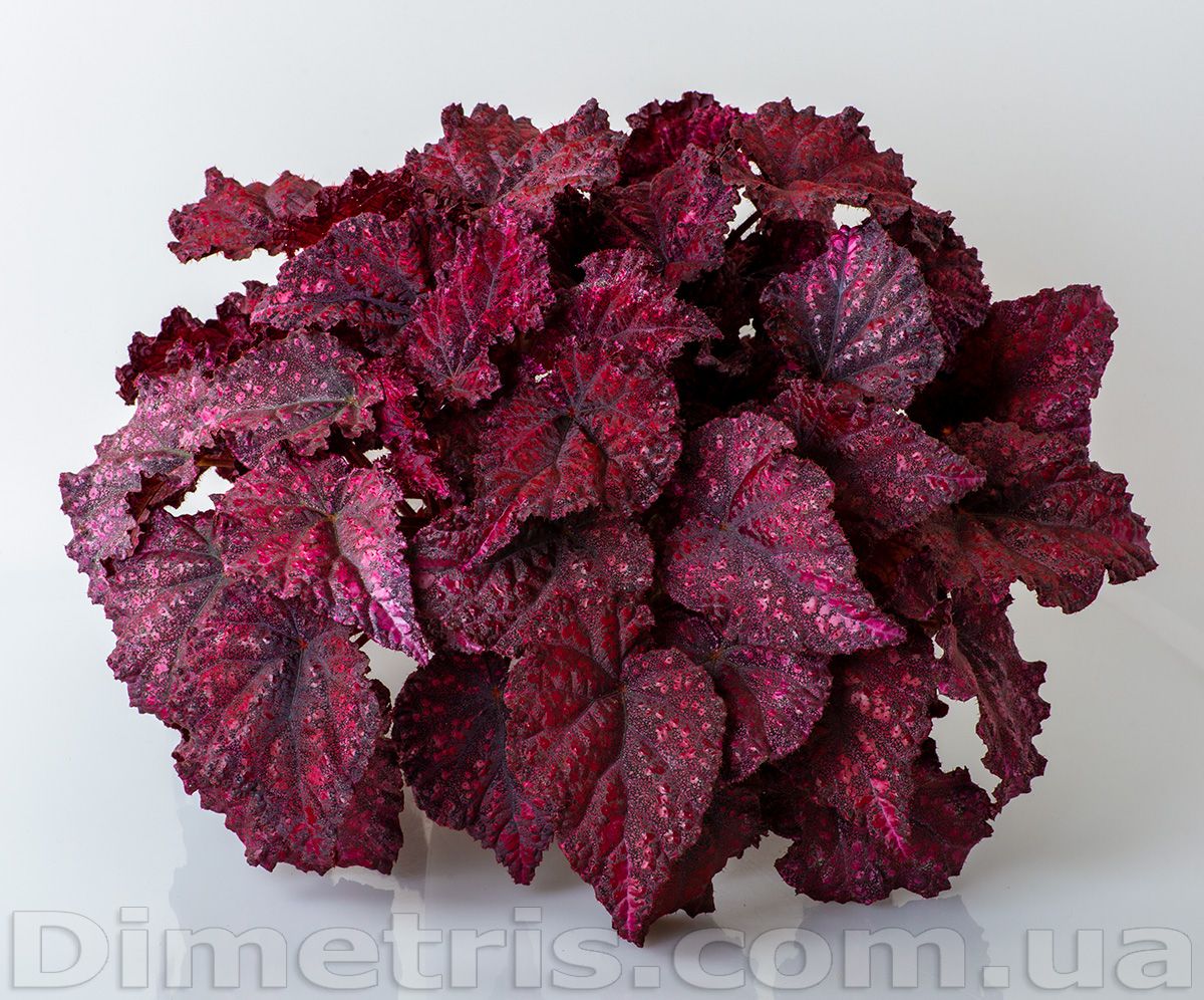 B. 'DS-Little Berry'