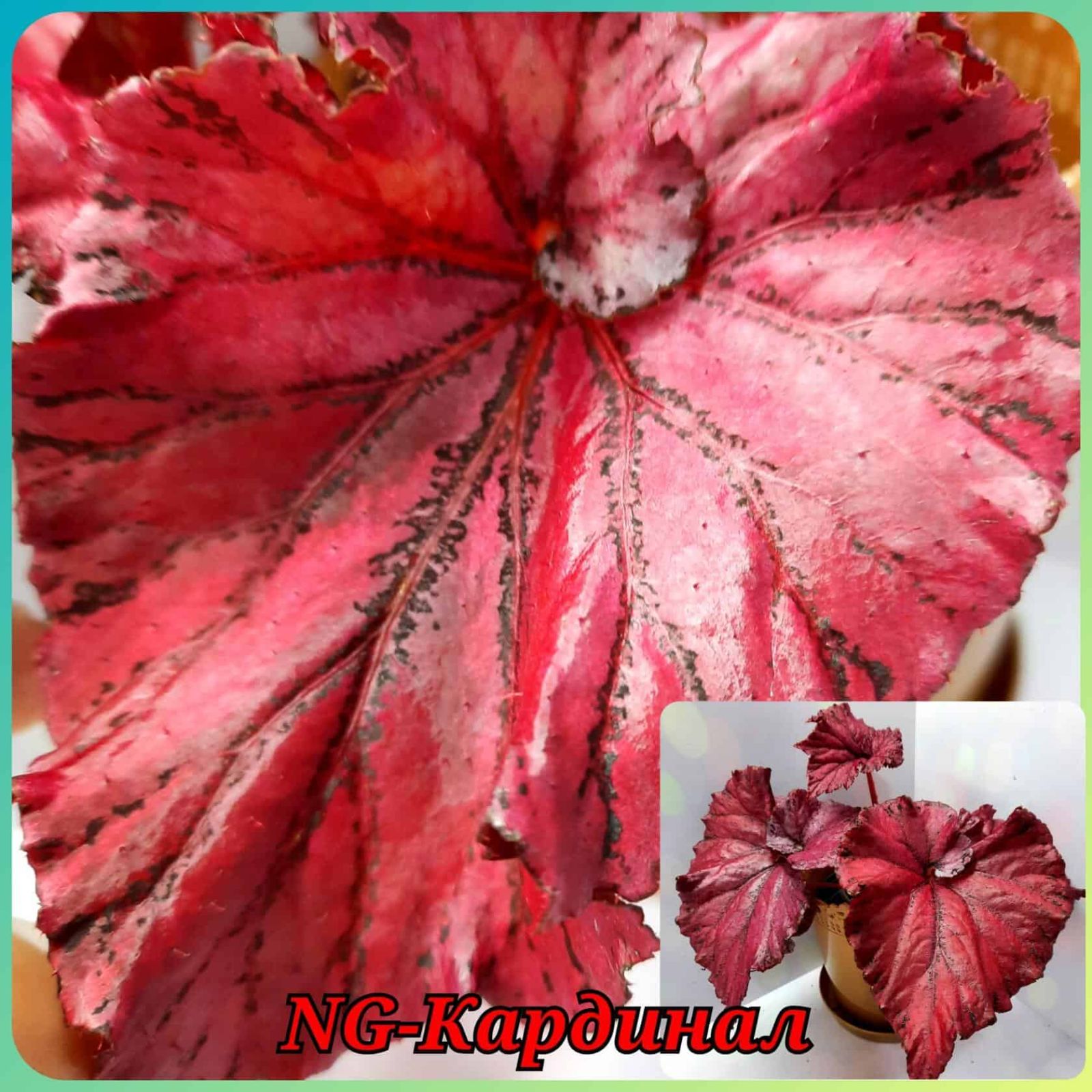 B. 'NG-Cardinal'