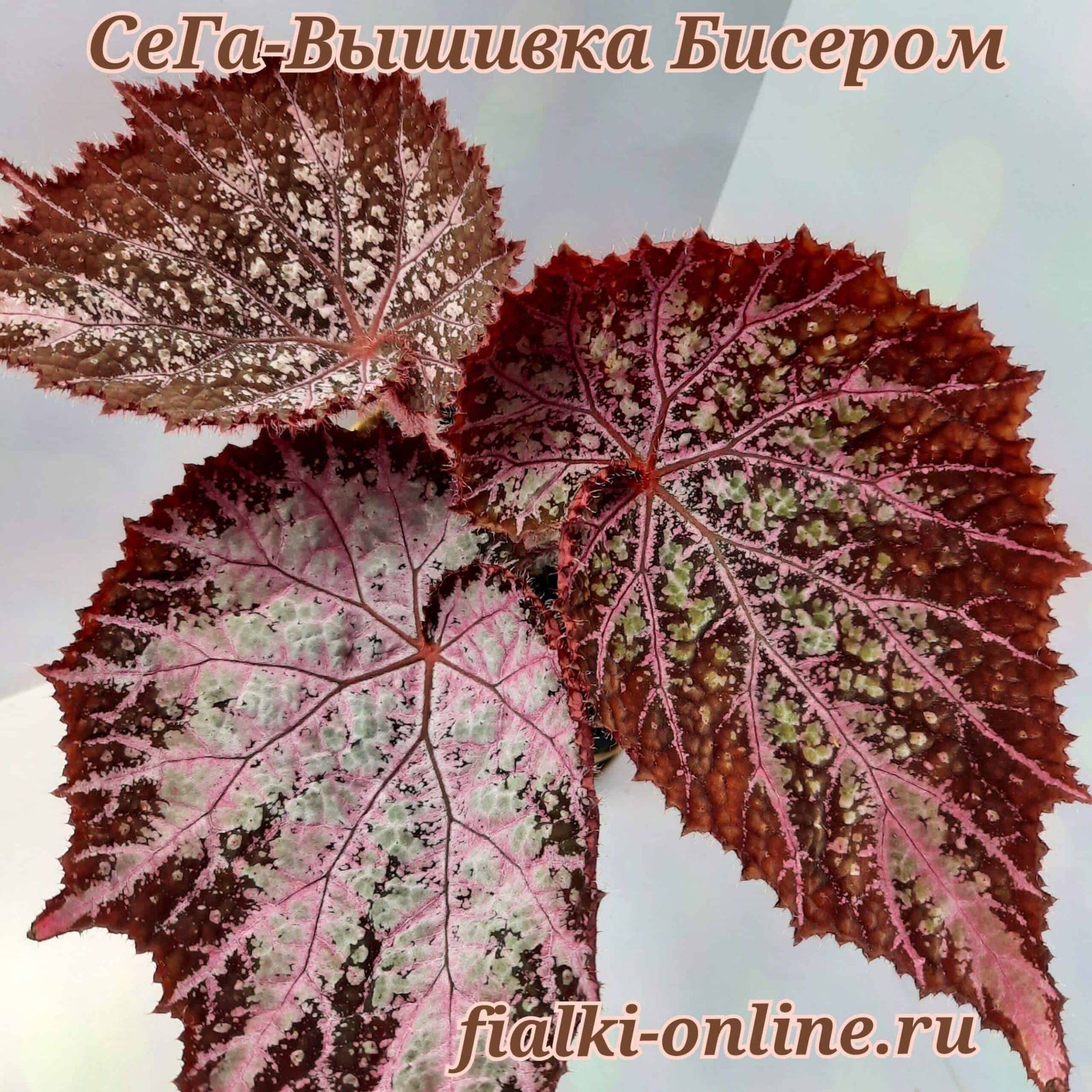 B. 'СеГа-Вышивка Бисером'