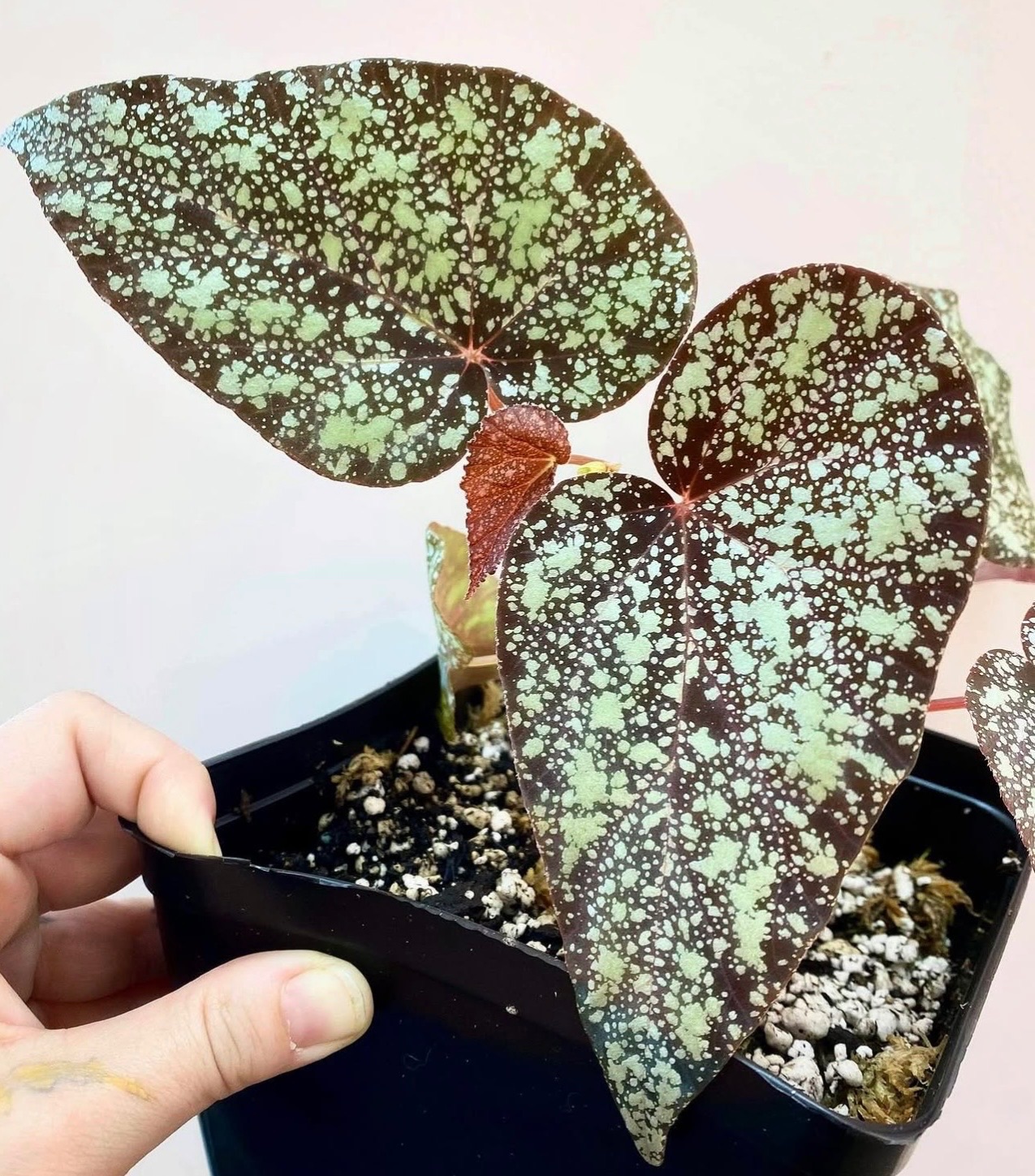 B. 'Moona'