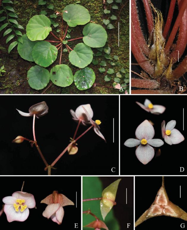 B. tumburanoensis