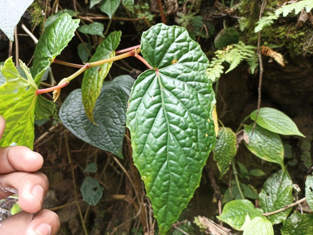 B. aptera